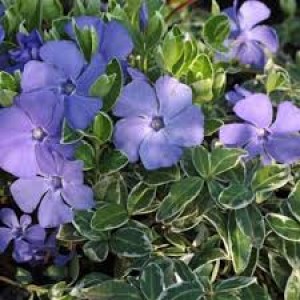 Барвинок Vinca major  «Variegata»